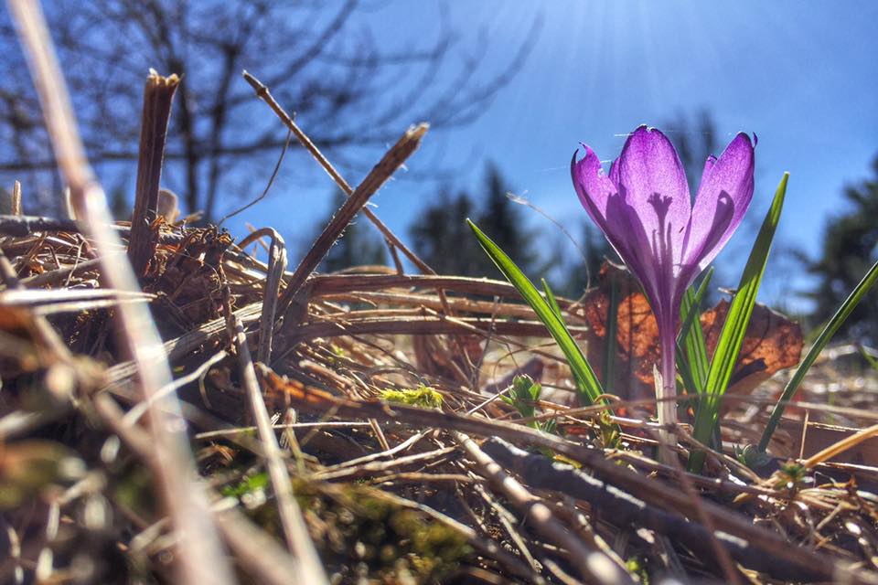 13000160_10209233582097096_7134209523104064738_n